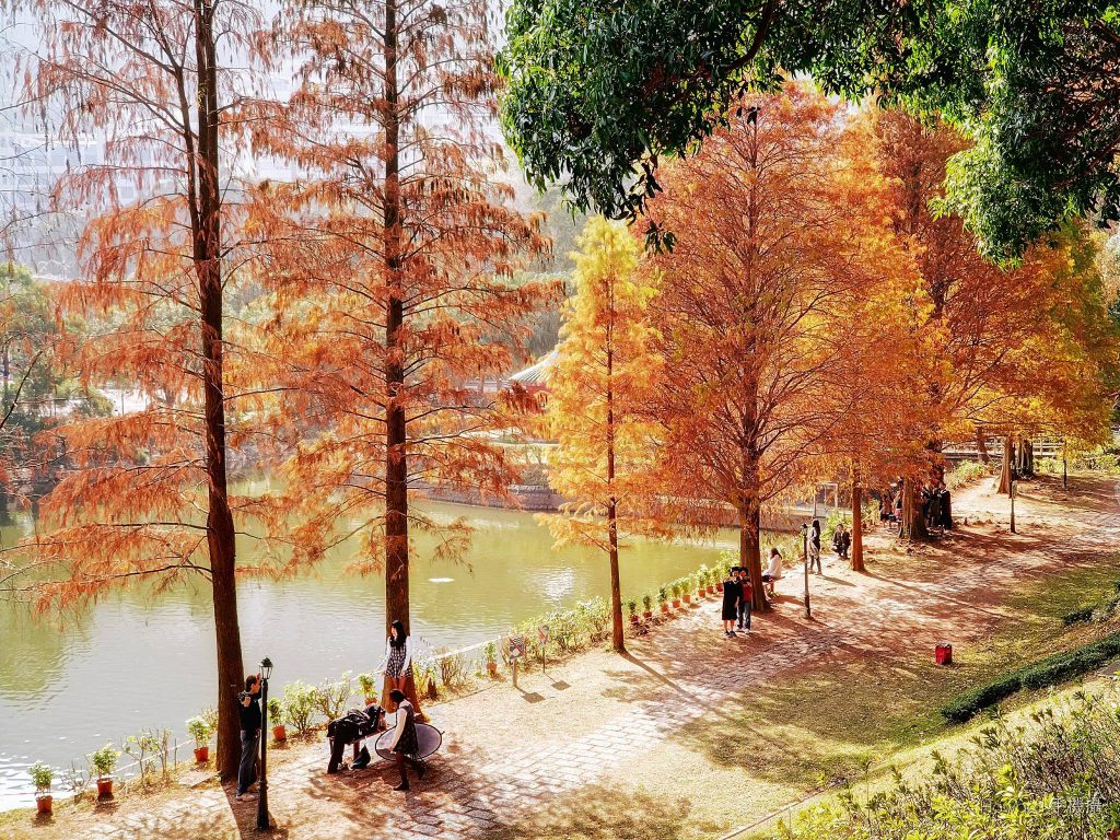 沿著中大湖畔經過獅子亭寫意漫步，屬一衆文青賞楓熱點之選。圖片來源：hkppltravel